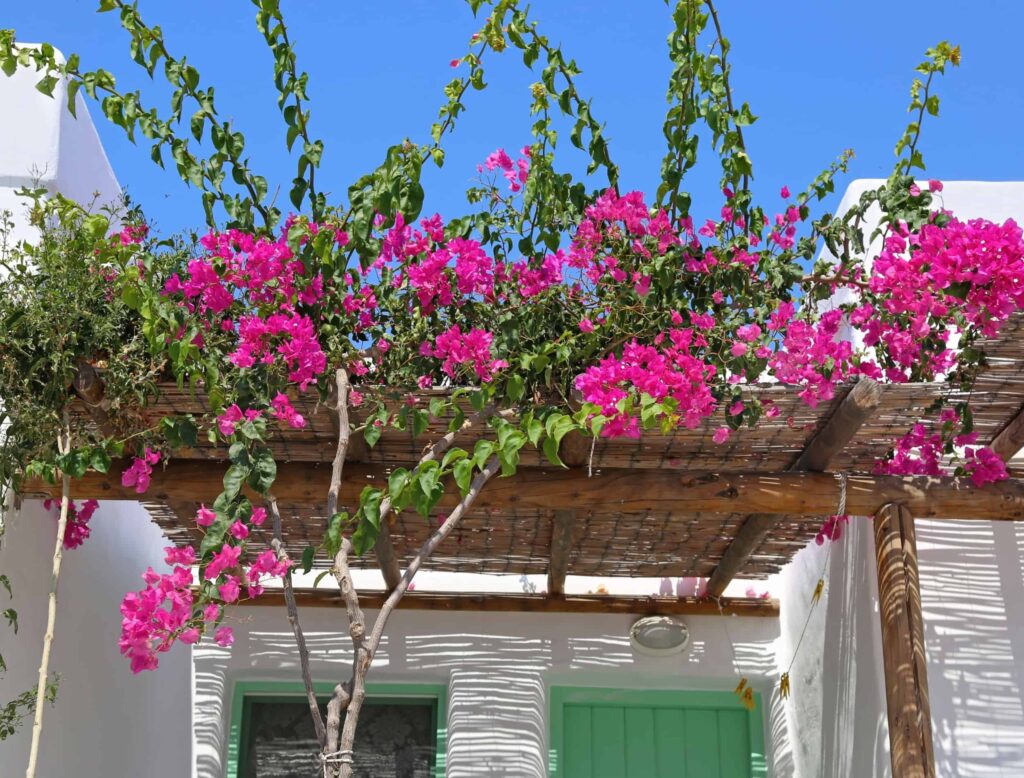 Kuruyan-Begonvil-Canlandirma