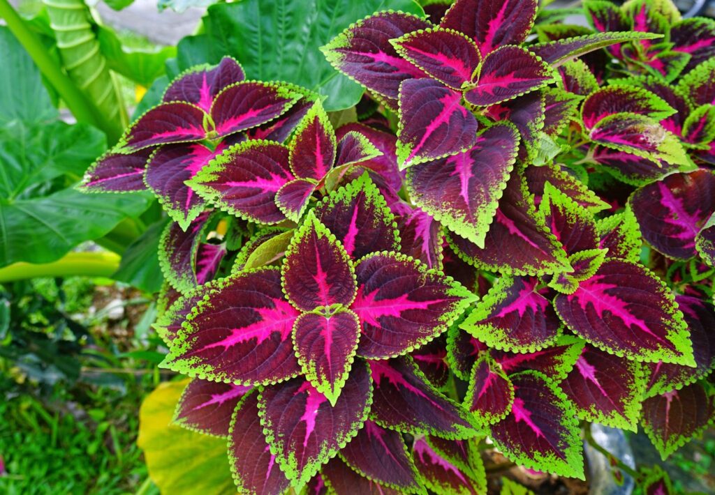 Yaprak-Guzeli-Cicegi-Ozellikleri